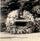 Blumengebinde 3.jpg